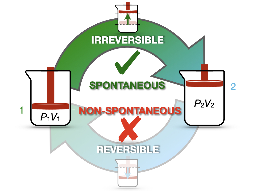 Spontaneous and Non-Spontaneous Transformations in a Cycle.
